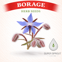🌱BORAGE🌱 x 10 seeds