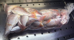 Snapper Kit
