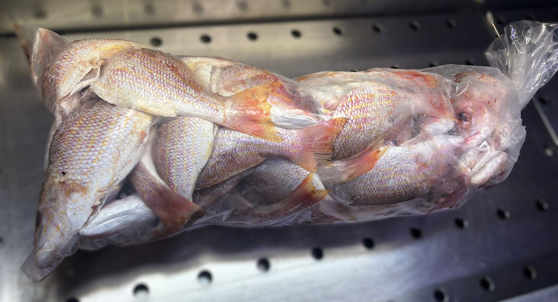 Snapper Kit