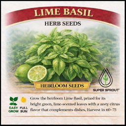 Lime Basil herb x 50+ seeds 