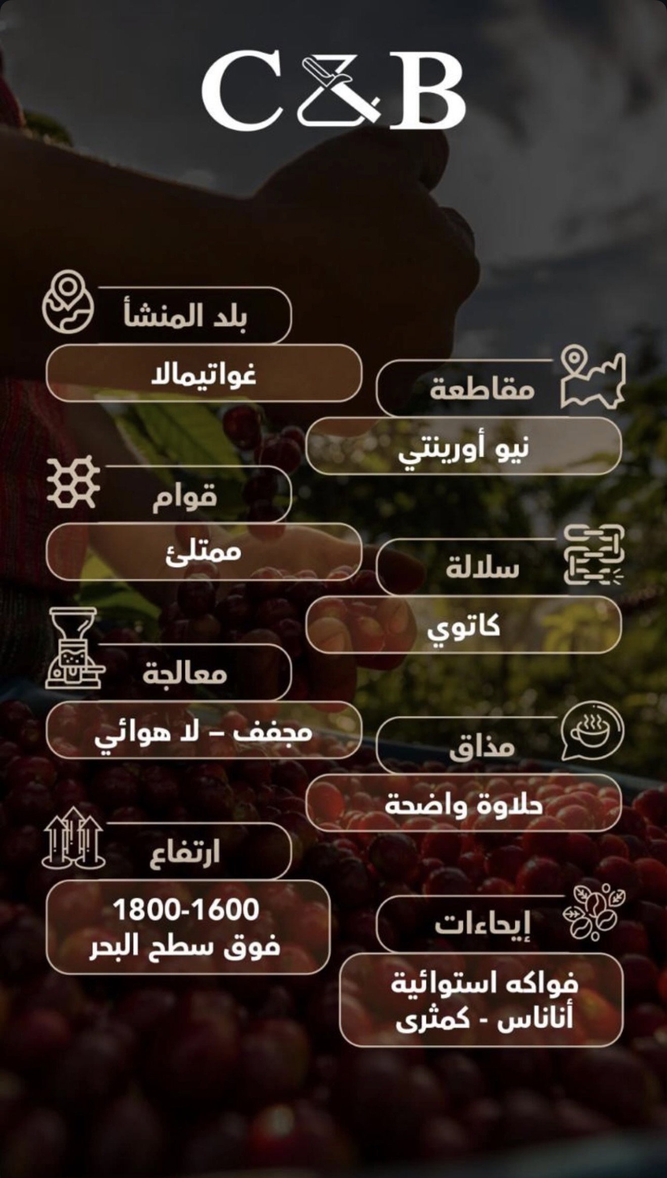 قهوة أوريانتي - غواتيمالا_1