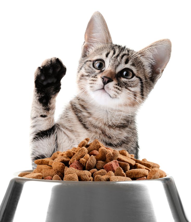 ALIMENTS POUR CHAT