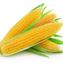 [Exp] Corn - ذرة