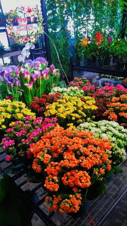 Kalanchoe 