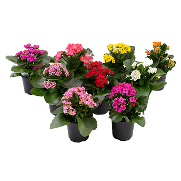 Kalanchoe _1