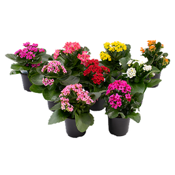 Kalanchoe 