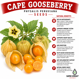 Cape Gooseberry x 25+ seeds