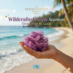 Purple Seamoss