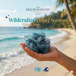 Blue Seamoss