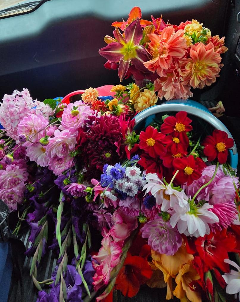 Blomme_0