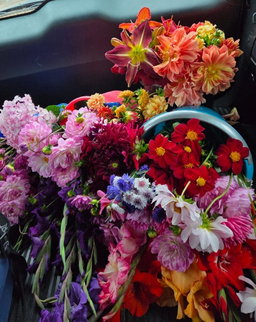 Blomme