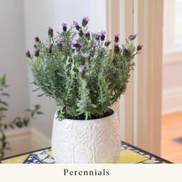 Lavender 