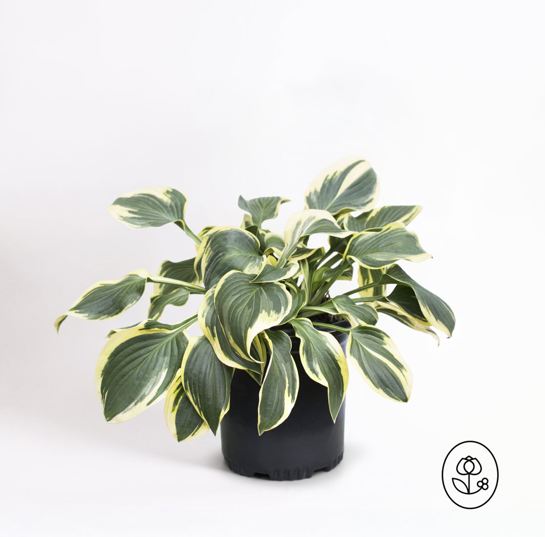 Hosta