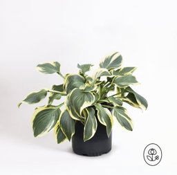 Hosta 