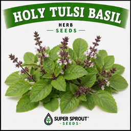 HOLY BASIL / TULSI KAPOOR x15 seeds
