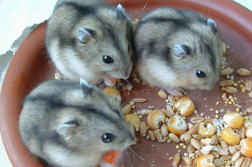 HAMSTER RUSO_0