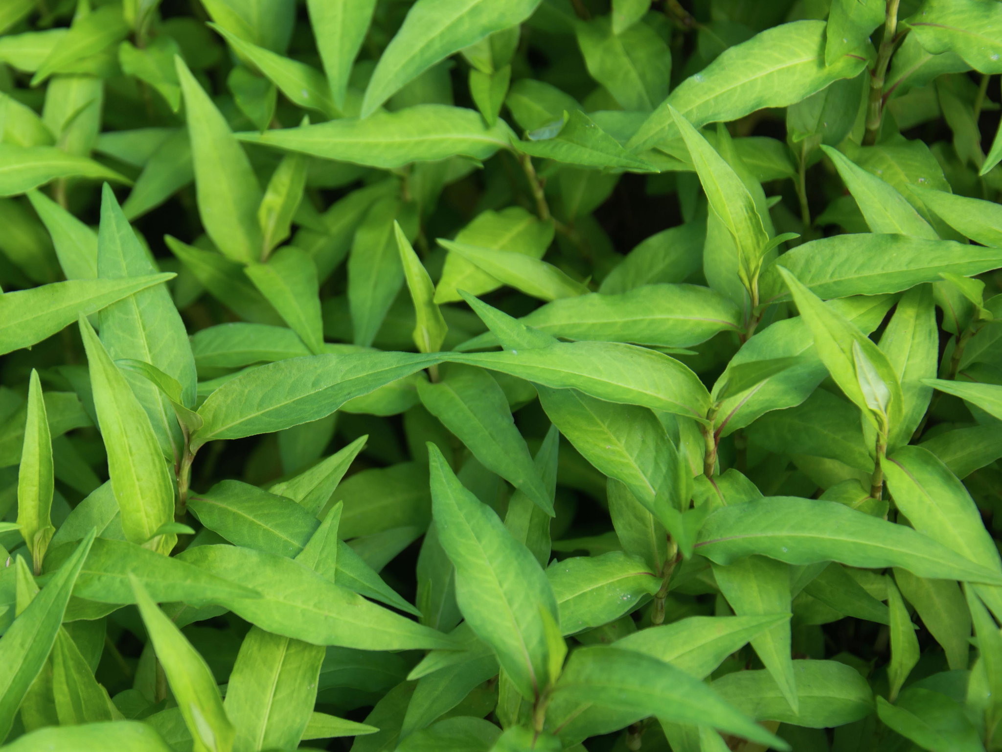 Vietnamese Mint ຜັກແພວ_1