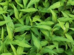 Vietnamese Mint ຜັກແພວ