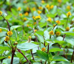 Para Cress ຜັກຫາດຮືນ
