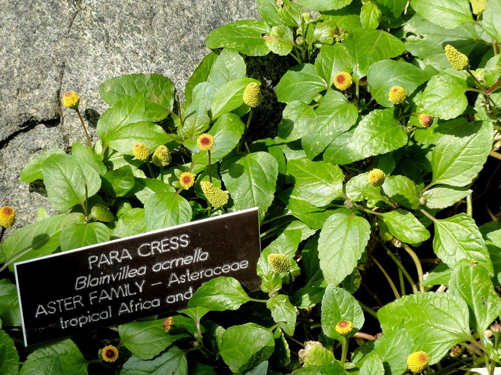 Para Cress ຜັກຫາດຮືນ_3