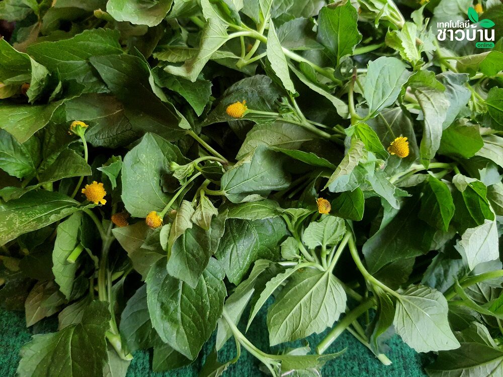 Para Cress ຜັກຫາດຮືນ_2