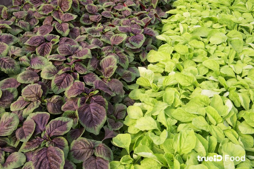 Amaranth leaves ຜັກຫົມ_3