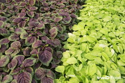 Amaranth leaves ຜັກຫົມ