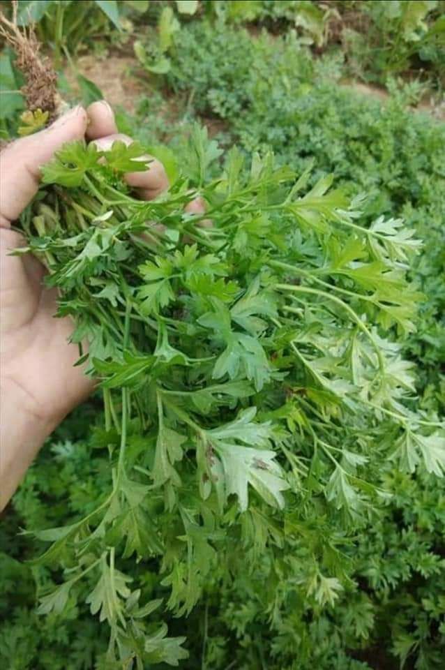 Field Coriander ຜັກສະແງະ