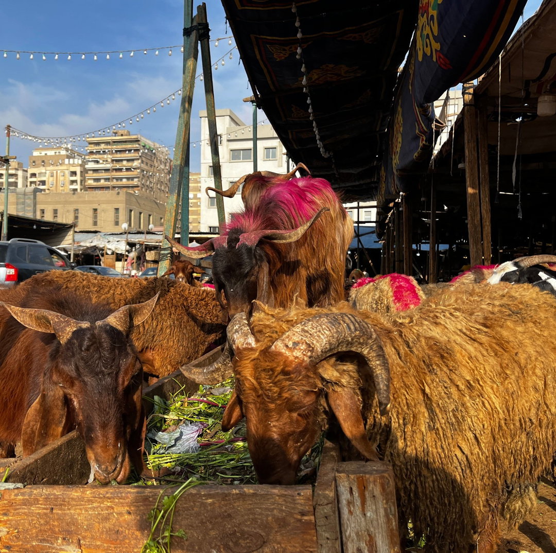 Egypt Goat