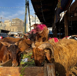 Egypt Goat