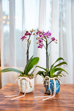 Orquídea Mini Mini - Arreglo