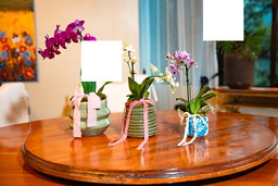 Orquídea Mini Mini - Arreglo