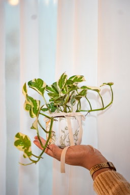 Pothos n-joy - Arreglo Flora Decoupage