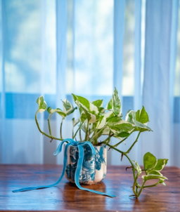 Pothos n-joy - Arreglo Flora Decoupage