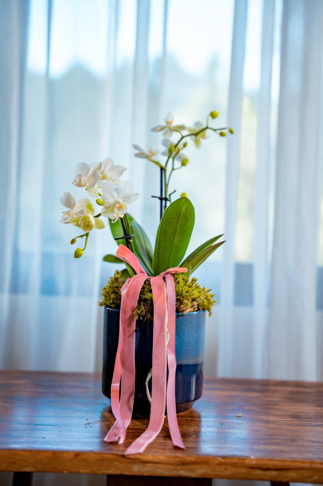 Orquídea Midi - Arreglo - variedad_1