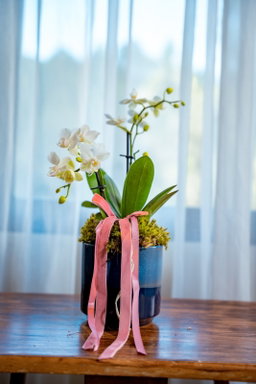 Orquídea Midi - Arreglo - variedad
