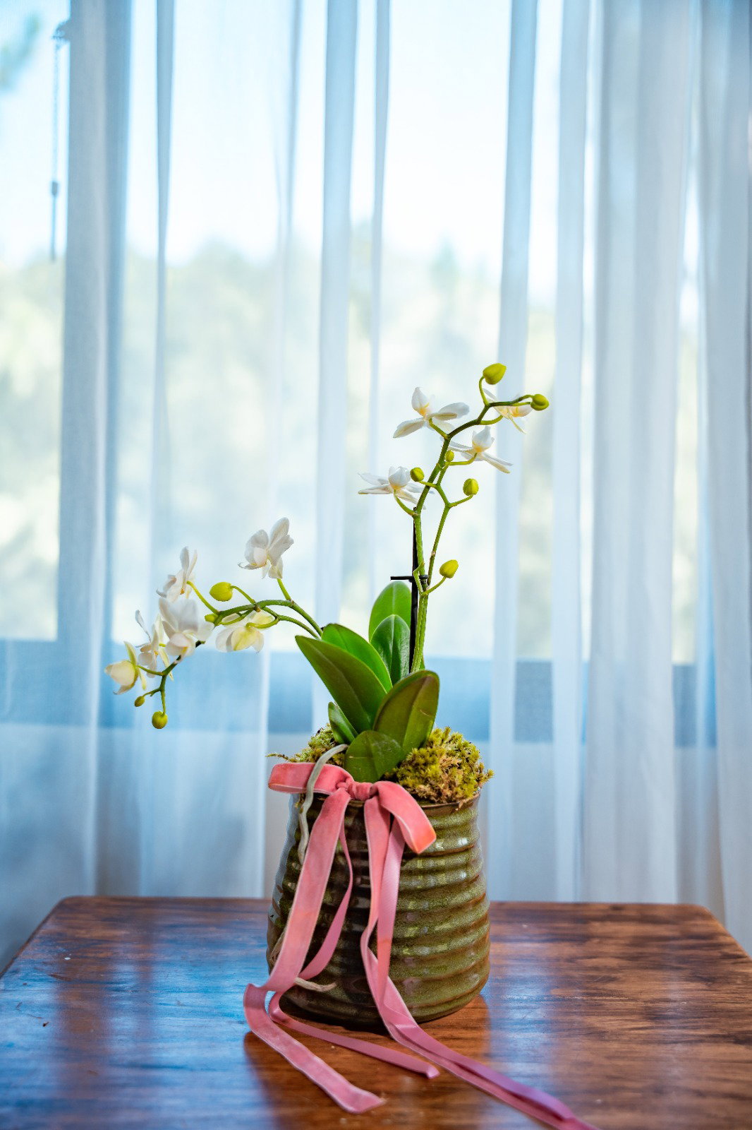 Orquídea Midi - Arreglo - variedad_0