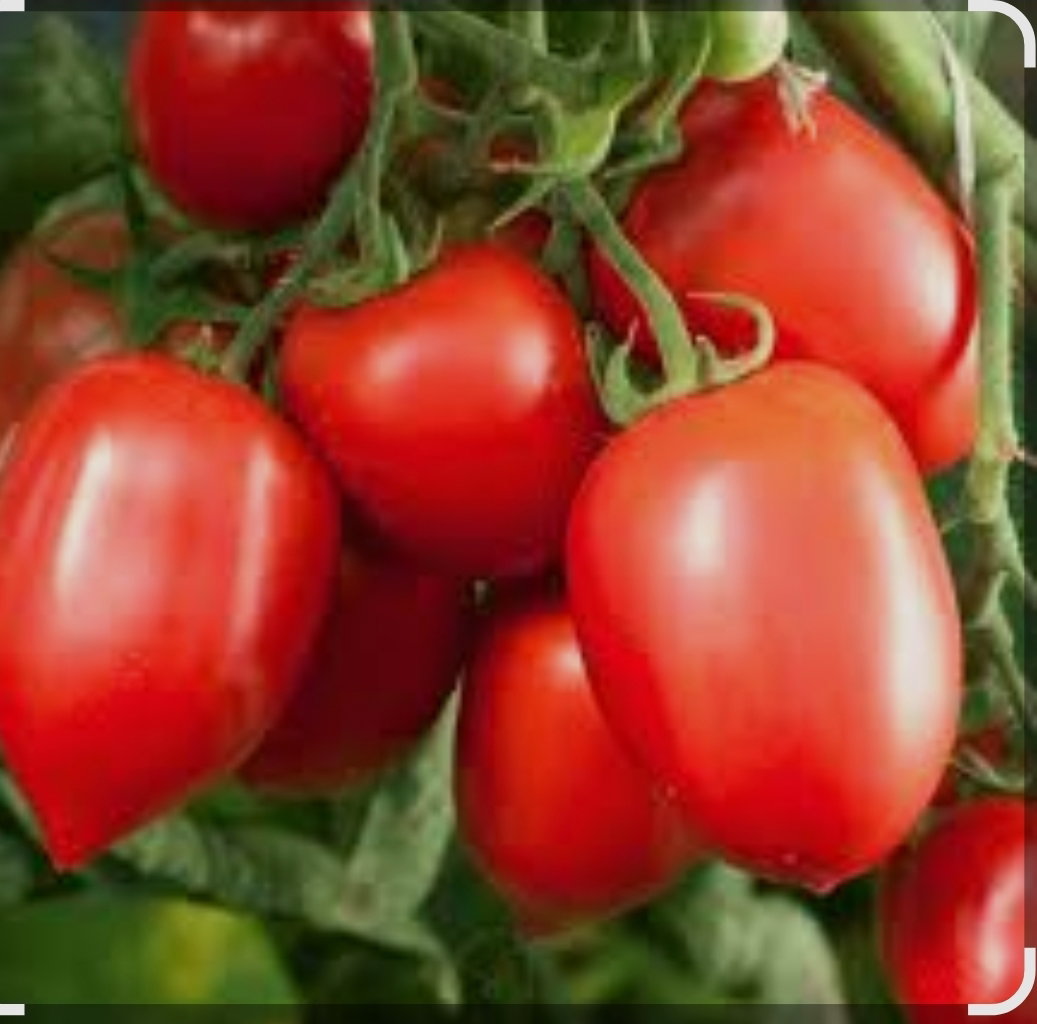 tomatoes_0
