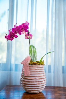 Orquídea Grande - Arreglo