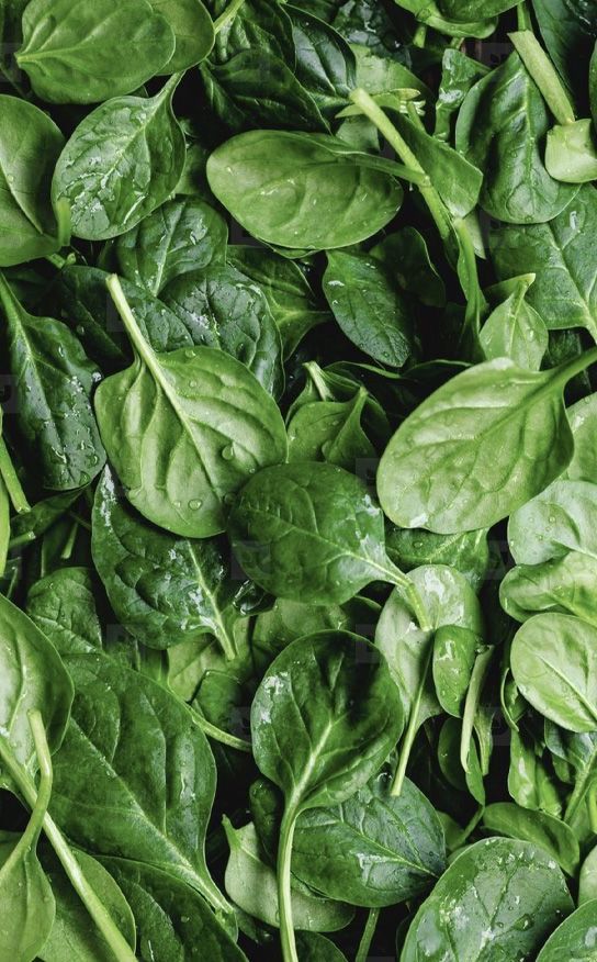 Spinach_0