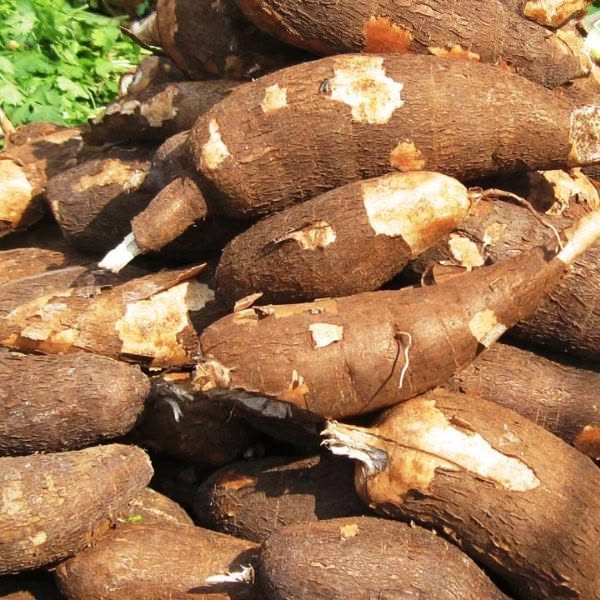 Cassava