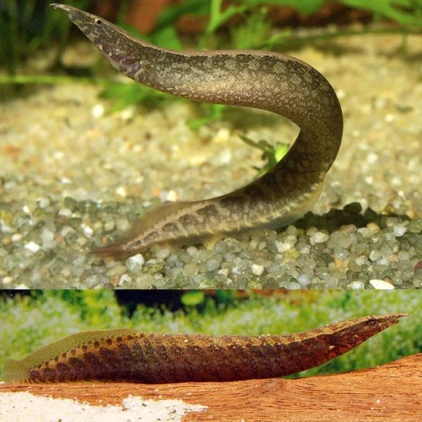 Spiny Eel - 15 to 18cm
