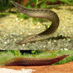Spiny Eel - 15 to 18cm