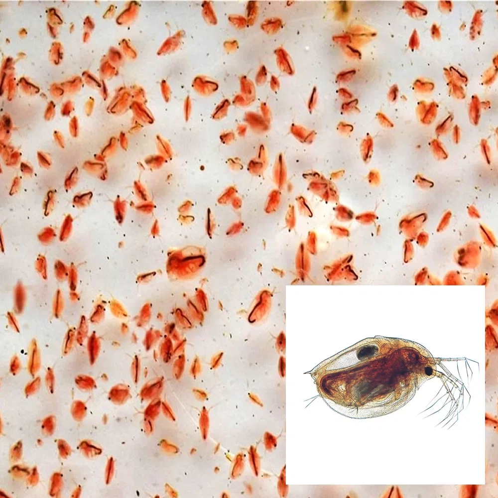 Daphnia Starter Culture_0