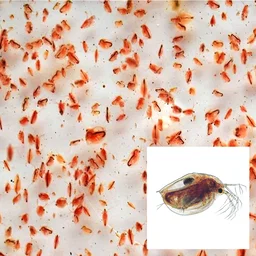 Daphnia Starter Culture