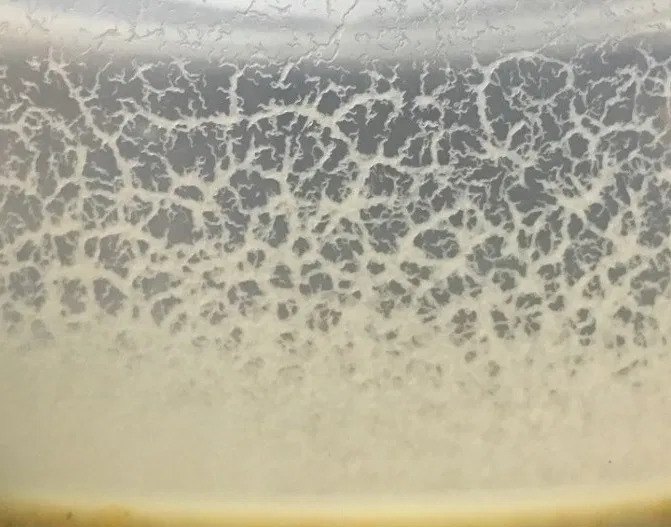 Micro Worms_1