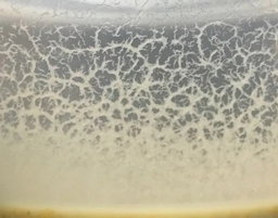 Micro Worms