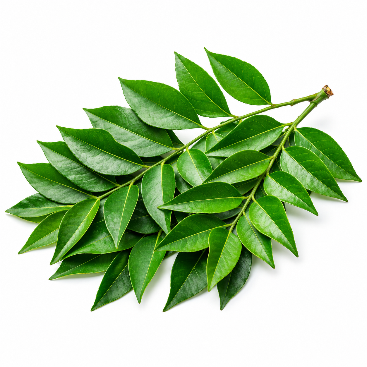 Curry leaves_0