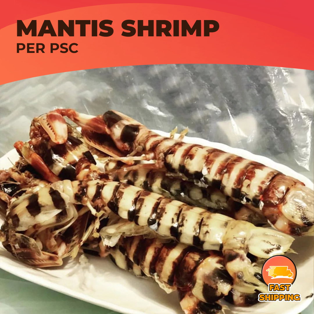 Zebra Mantis Shrimp_0