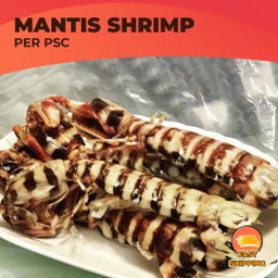 Zebra Mantis Shrimp